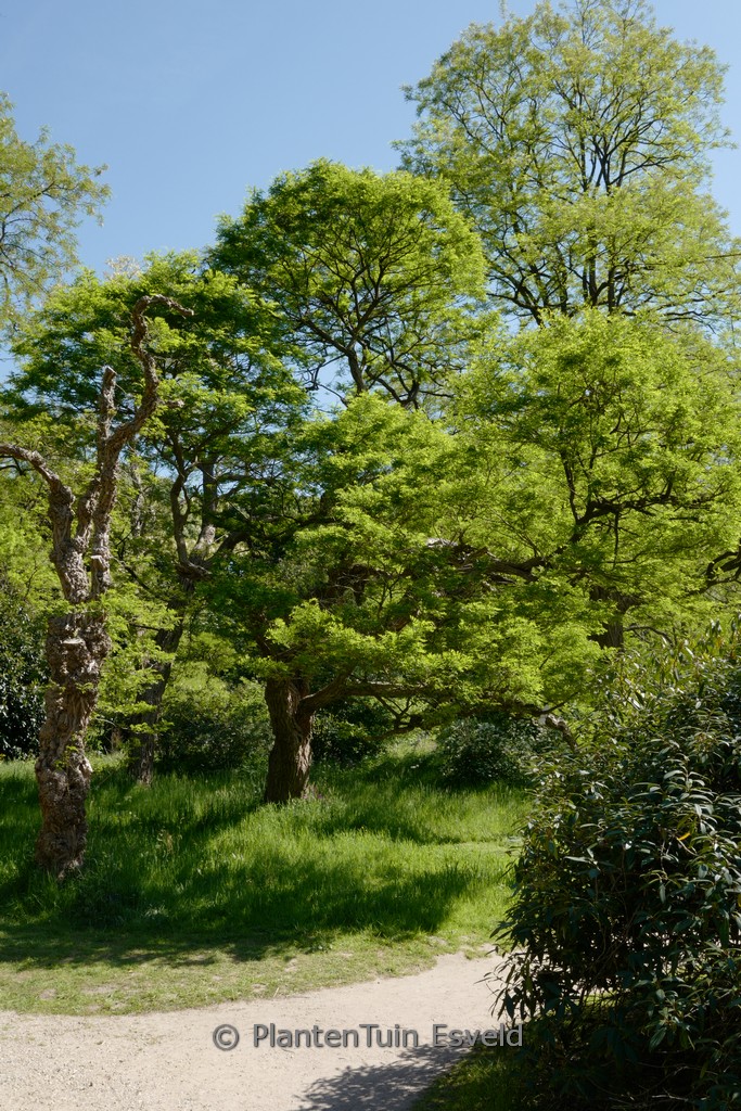 Robinia pseudoacacia ‘Umbraculifera’