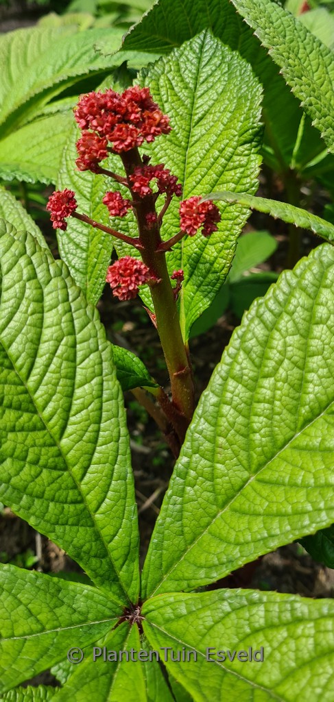 Rodgersia ‘Candy Clouds’