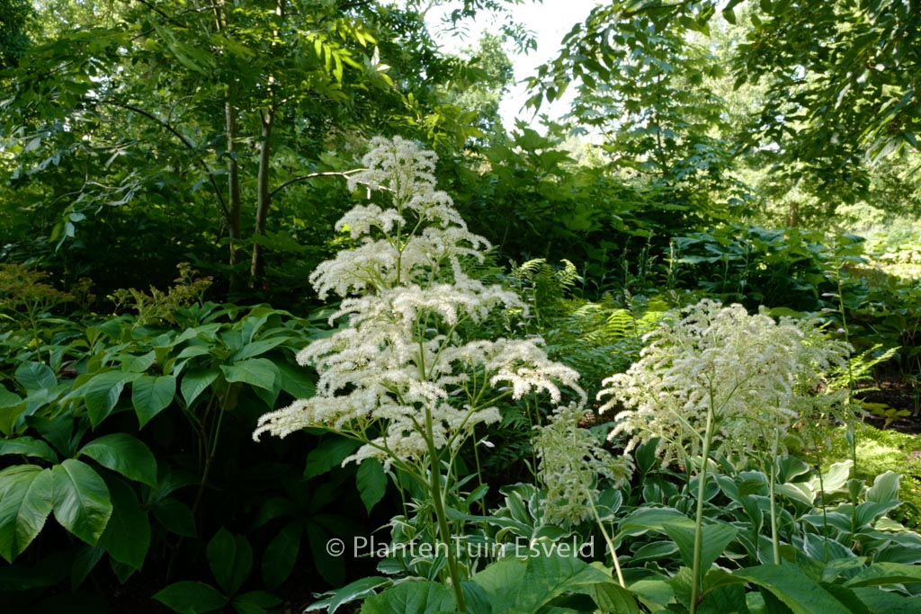 Rodgersia ‘Irish Bronze’