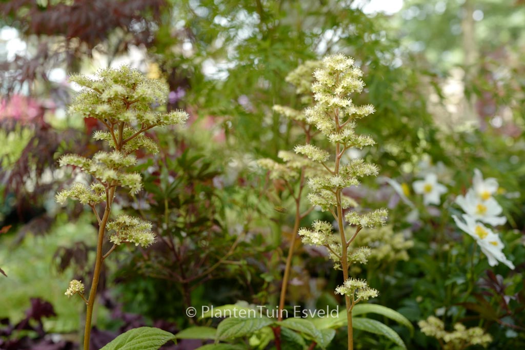 Rodgersia ‘Snow Clouds’