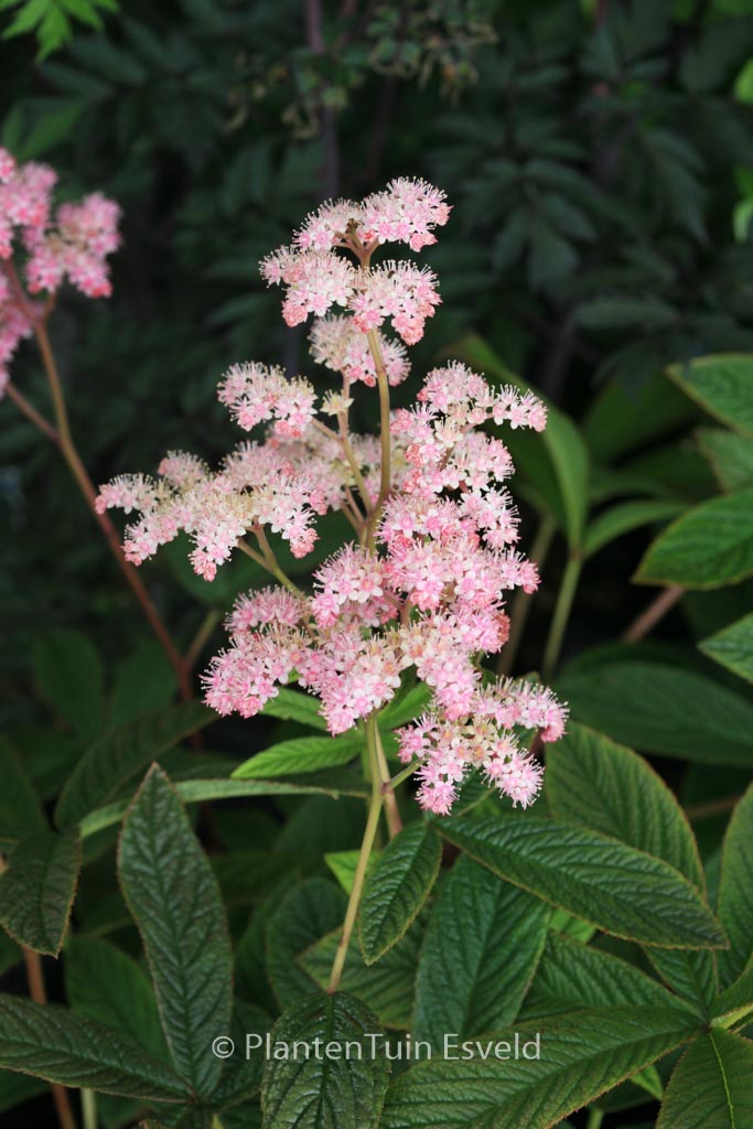 Rodgersia pinnata ‘Chocolate Wings’