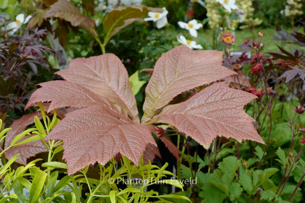 Rodgersia podophylla ‘Braunlaub’