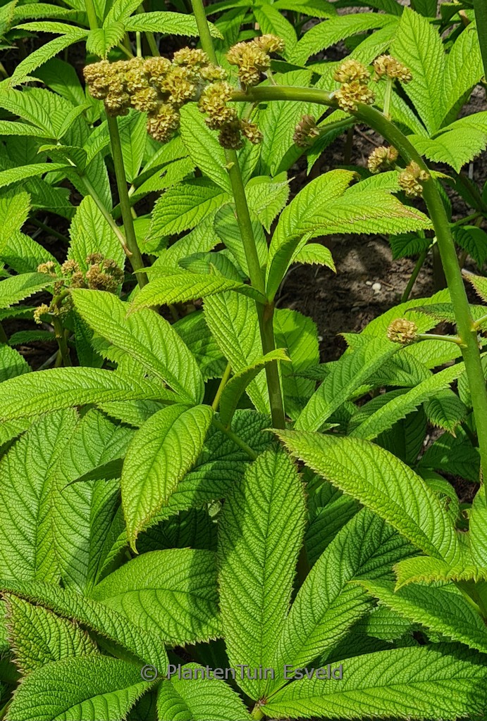 Rodgersia sambucifolia ‘Rothaut’