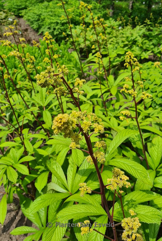 Rodgersia sambucifolia ‘Rotstiel’