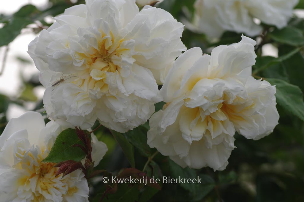Rosa ‘Alberic Barbier’