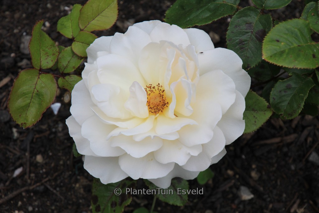 Rosa ‘Auckland Metro’