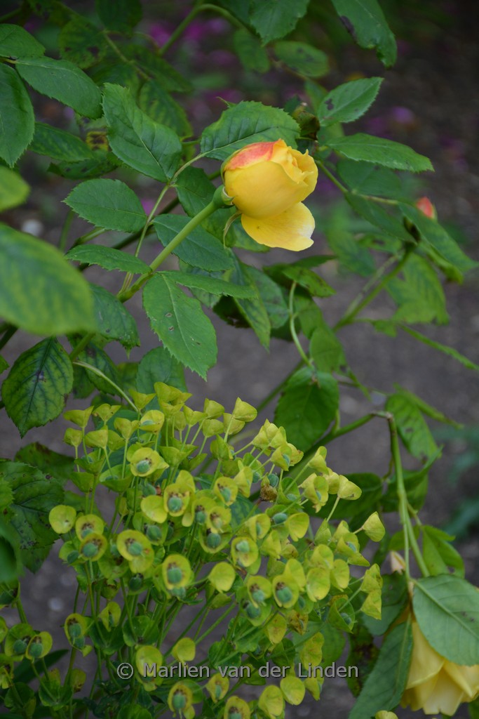 Rosa ‘Ausgold’ (GOLDEN CELEBRATION)