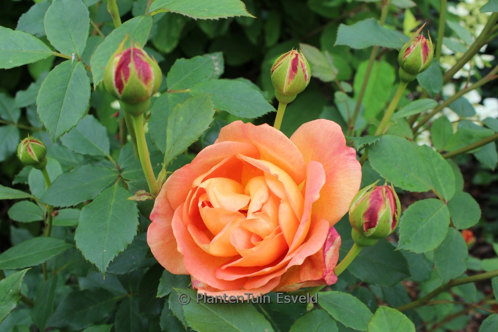 Rosa ‘Ausmyson’ (LADY OF SHALOTT)