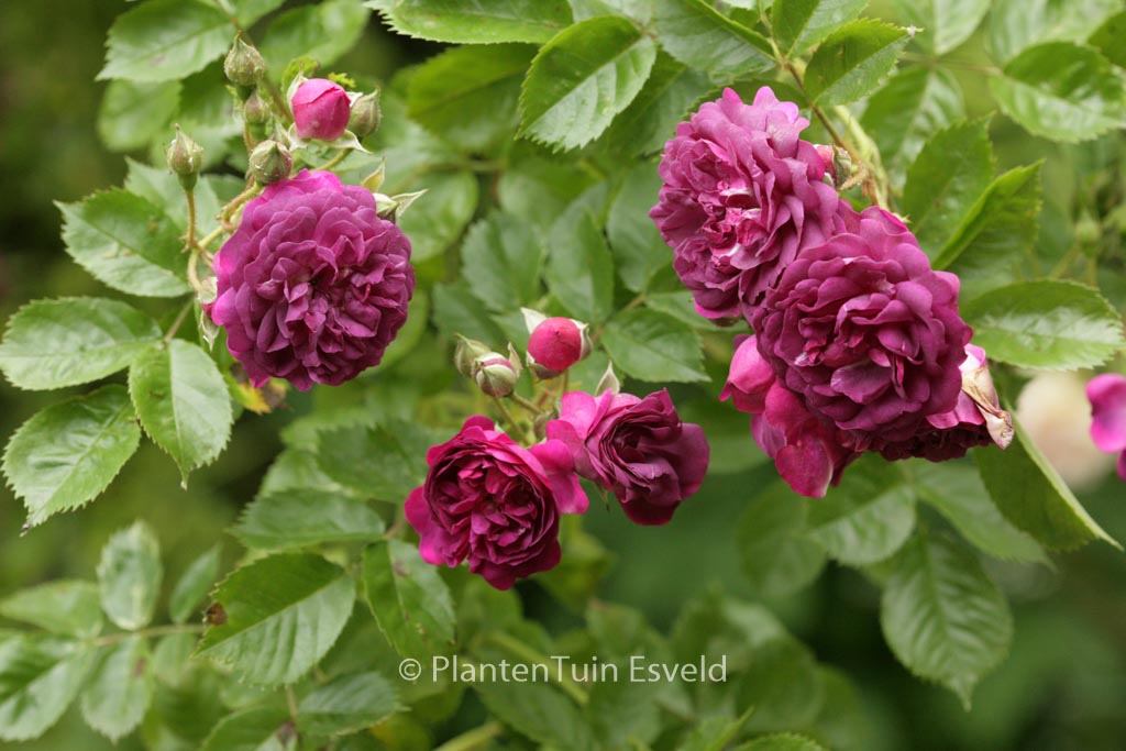 Rosa ‘Bleu Magenta’