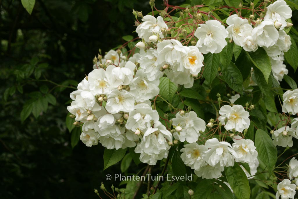 Rosa ‘Bobbie James’