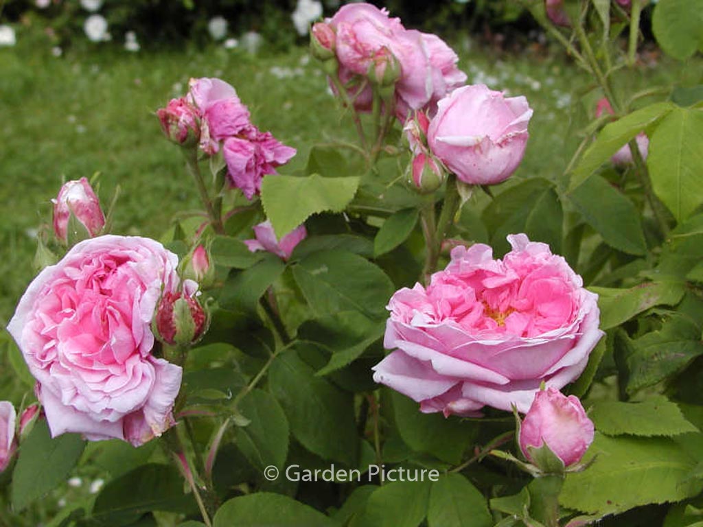 Rosa ‘Comte de Chambord’