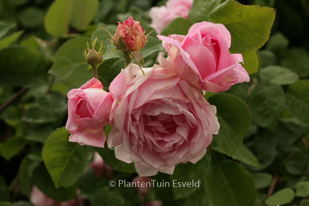 Rosa ‘Constance Spry’
