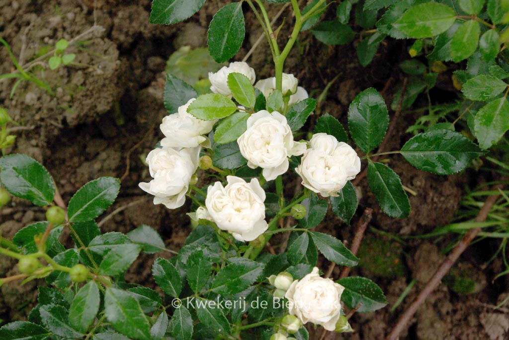 Rosa ‘Crystal Fairy’