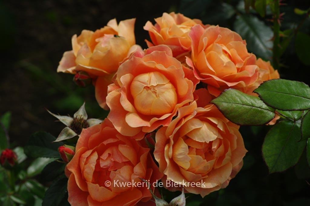 Rosa ‘Fellowship’