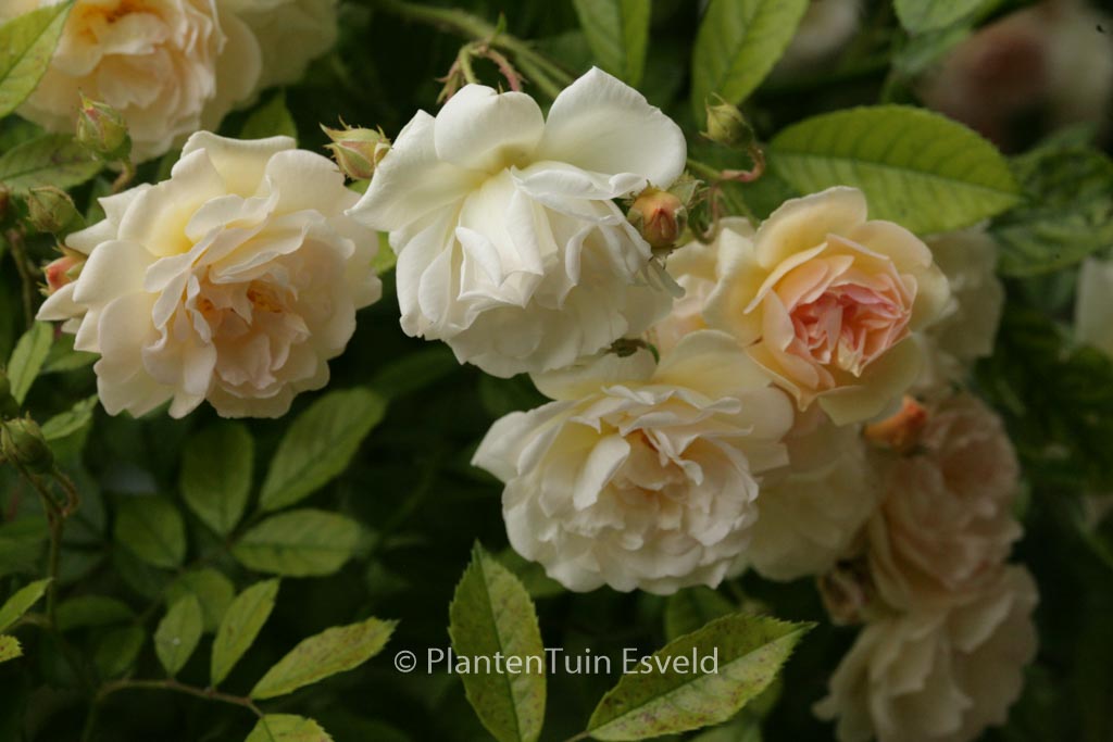 Rosa ‘Ghislaine de Feligonde’