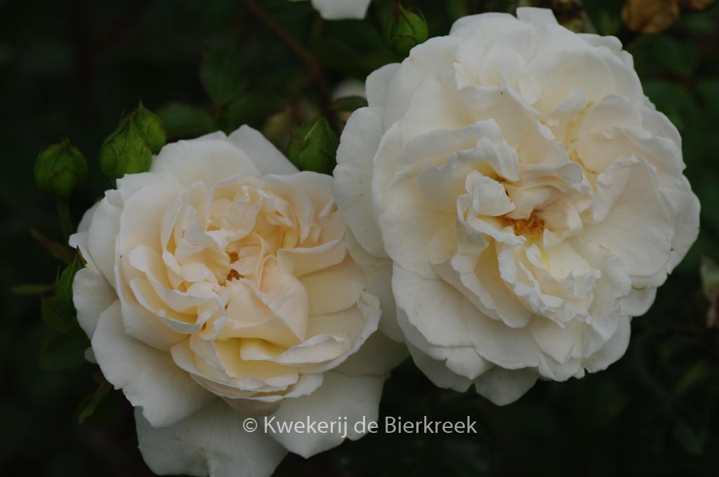 Rosa ‘Hardwell’ (PENNY LANE)