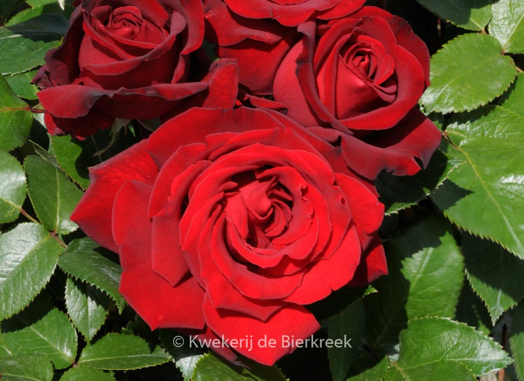 Rosa ‘Ingrid Bergman’