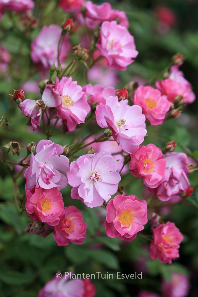 Rosa ‘Interlav’ (LAVENDER DREAM)
