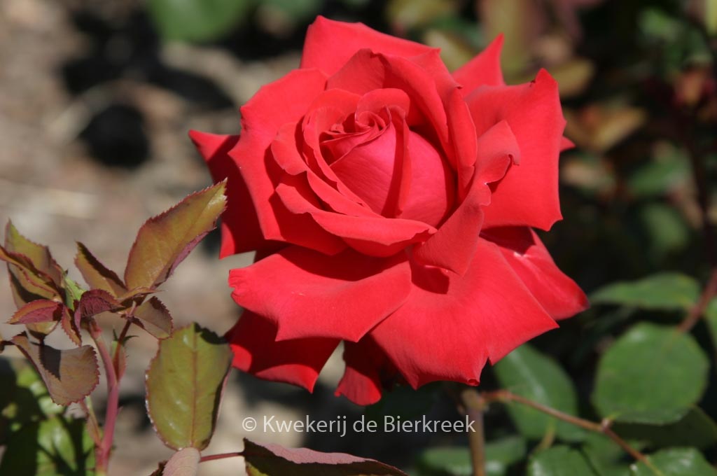 Rosa ‘Korcoluma’ (GRANDE AMORE)