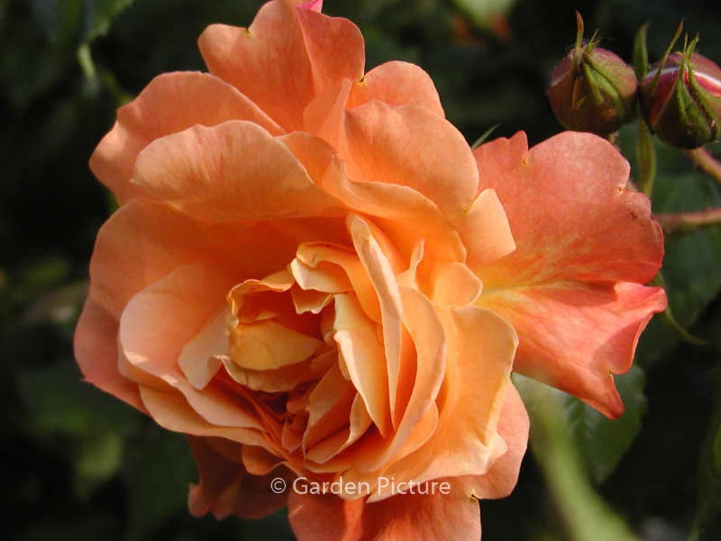 Rosa ‘Korlawe’ (WESTERLAND)