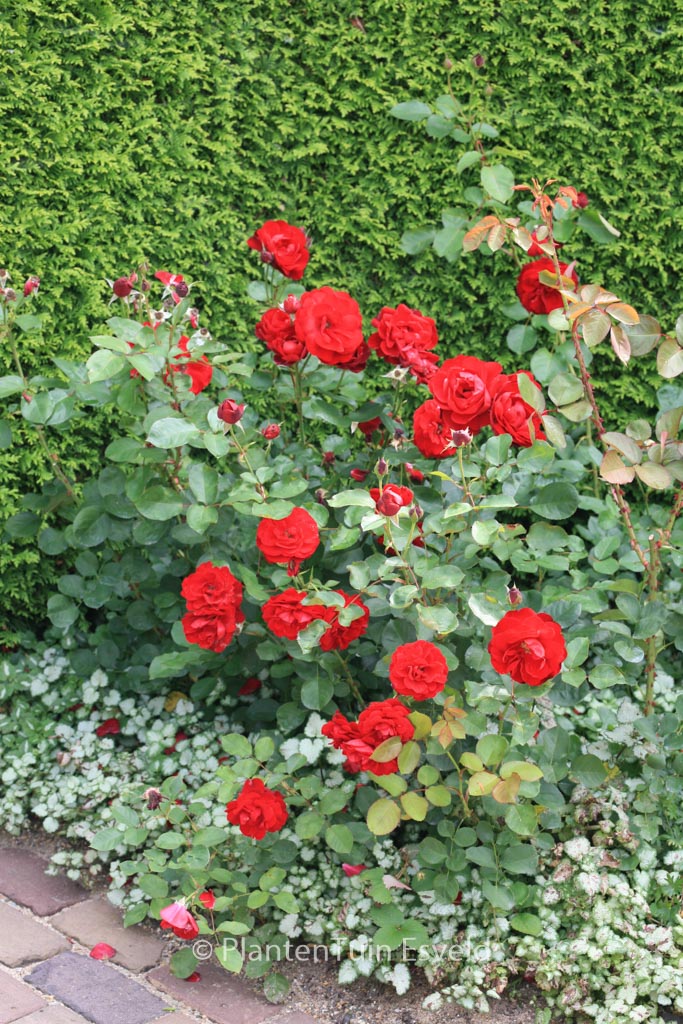 Rosa ‘Korlima’ (LILI MARLEEN)