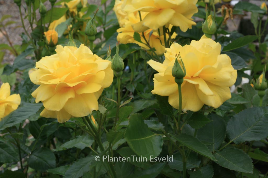 Rosa ‘Korresia’ (FRIESIA)