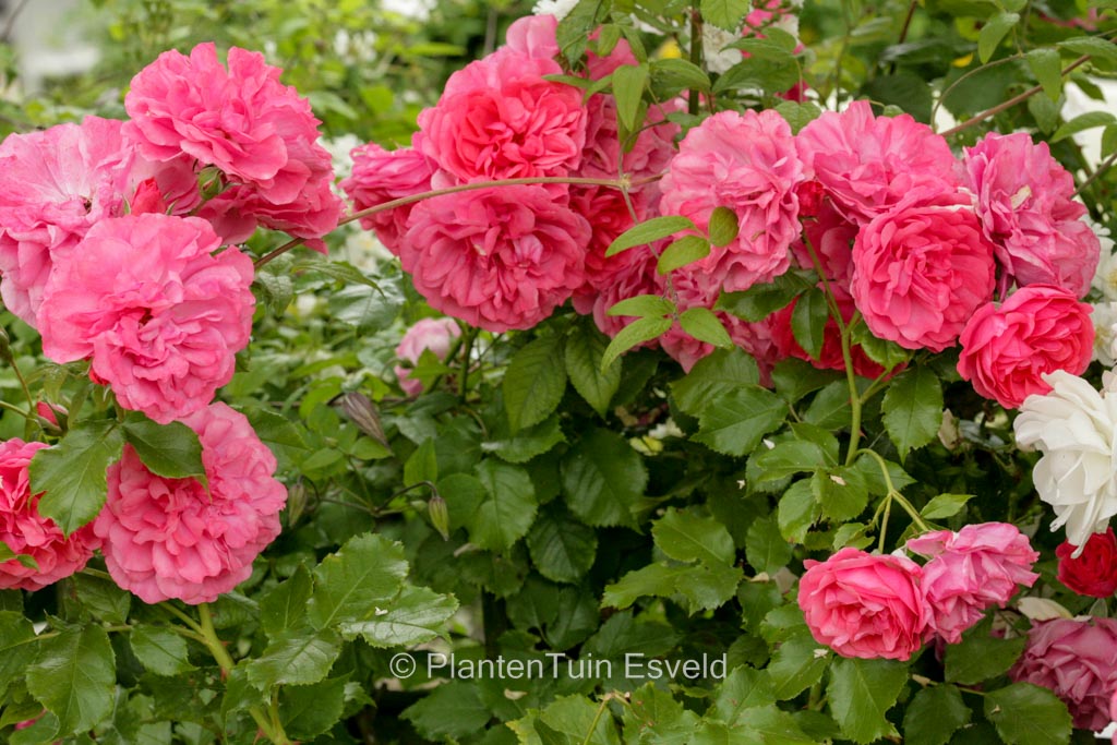 Rosa ‘Korters’ (ROSARIUM UETERSEN)