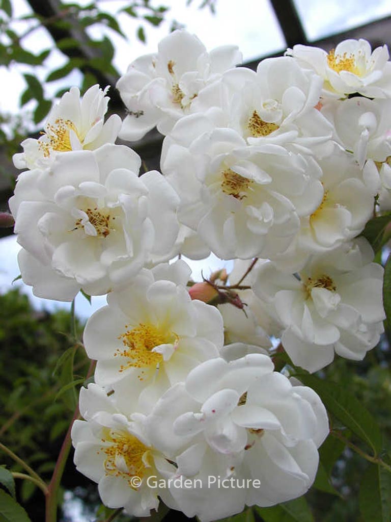 Rosa ‘Lykkefund’