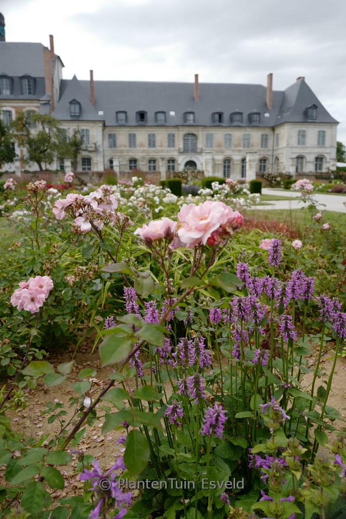 Rosa ‘Meimont’ (CLAIR MATIN)