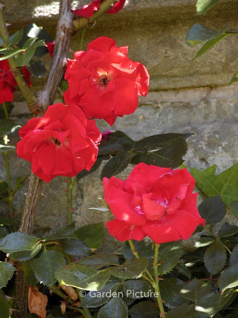 Rosa ‘Parkdirektor Riggers’