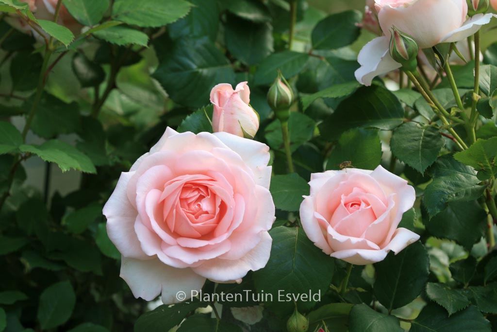 Rosa ‘Poulsyng’ (CLAIR RENAISSANCE)’