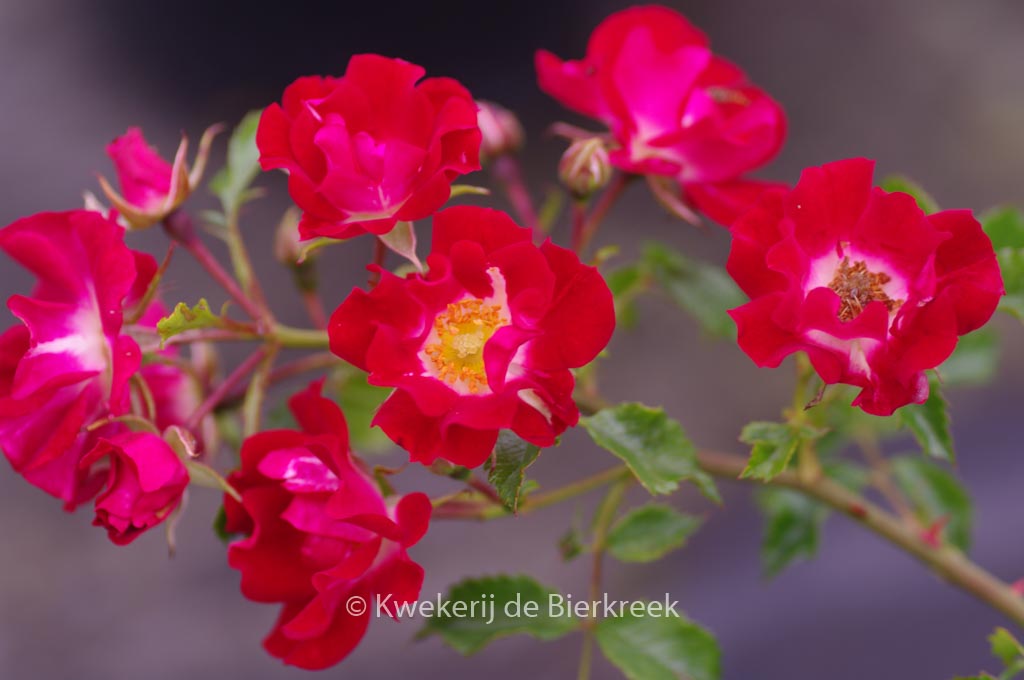 Rosa ‘Rambling Rosie’