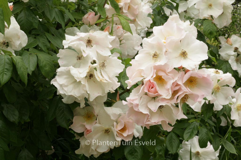 Rosa ‘Sally Holmes’