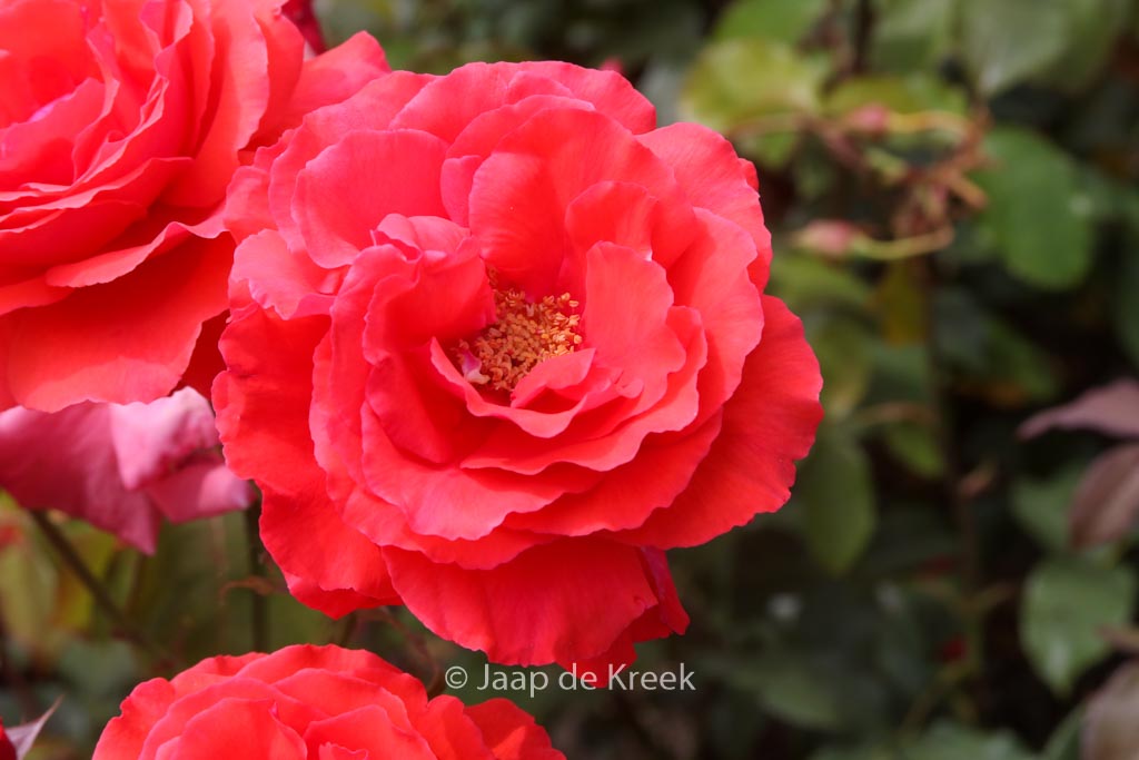 Rosa ‘Tanellis’ (DUFTWOLKE)