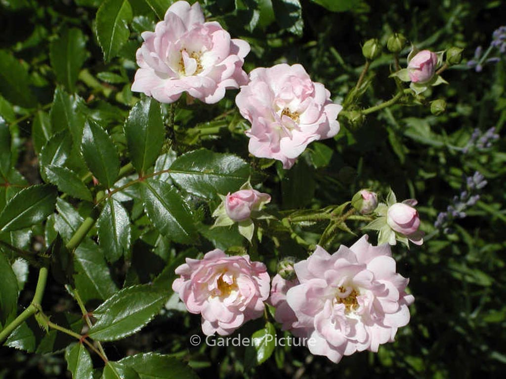 Rosa ‘The Fairy’