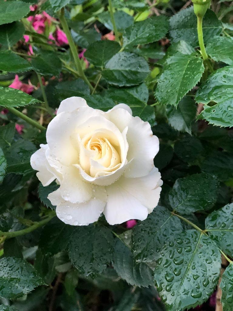Rosa ‘White Meilove’