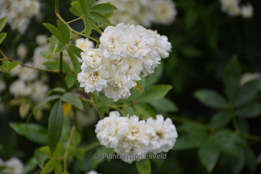 Rosa banksiae ‘Alba Plena’