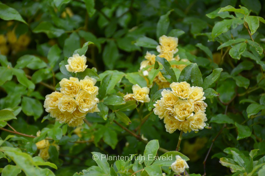 Rosa banksiae ‘Lutea’