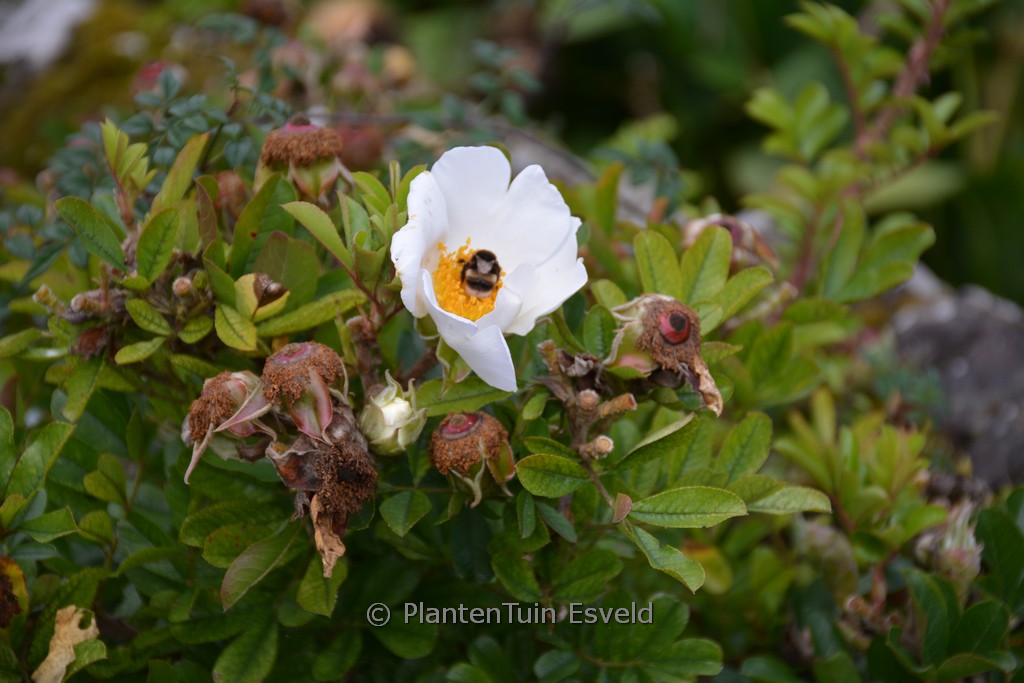 Rosa bracteata