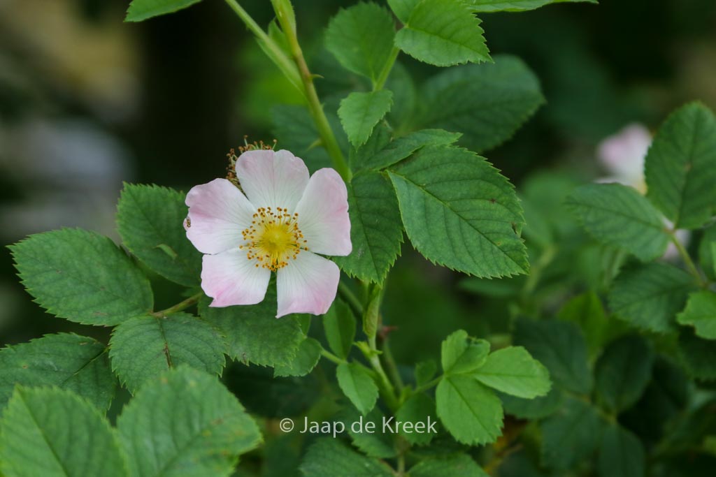 Rosa canina