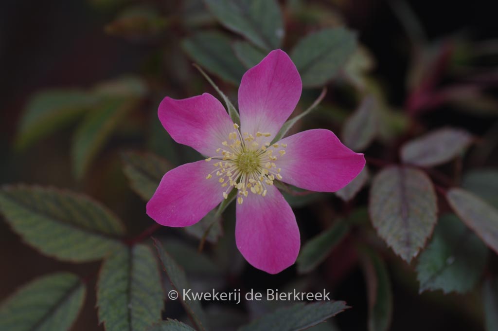 Rosa glauca