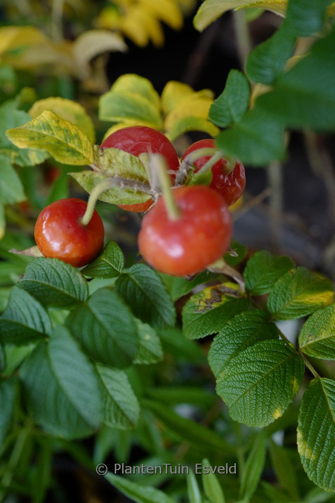 Rosa rugosa ‘Alba’