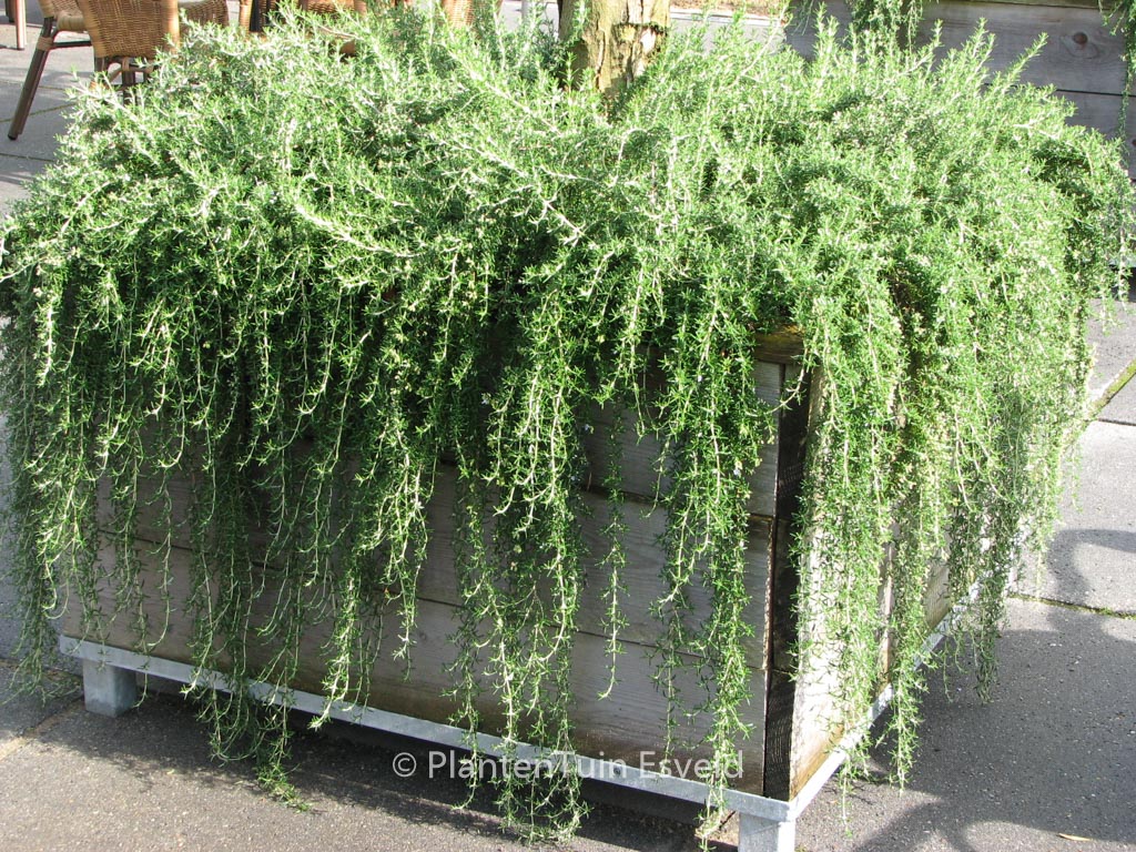 Rosmarinus officinalis ‘Capri’