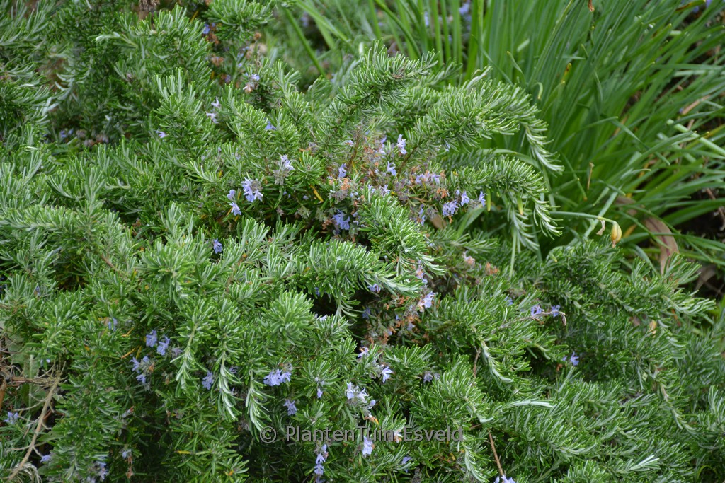 Rosmarinus officinalis ‘Prostratus’