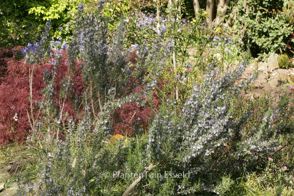 Rosmarinus officinalis