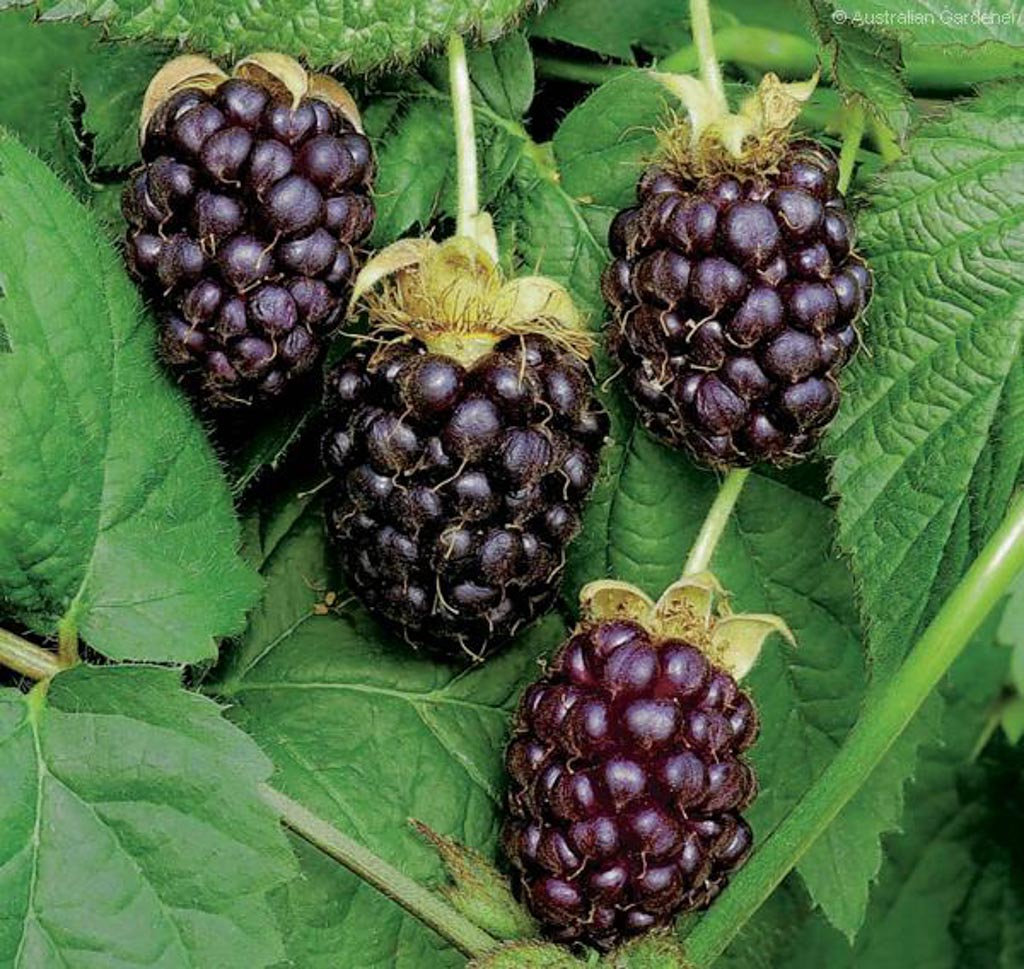 Rubus ‘Boysenberry’