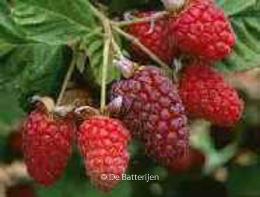 Rubus ‘Loganberry’