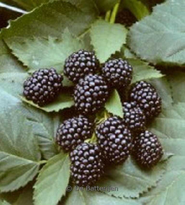 Rubus fruticosus ‘Black Satin’