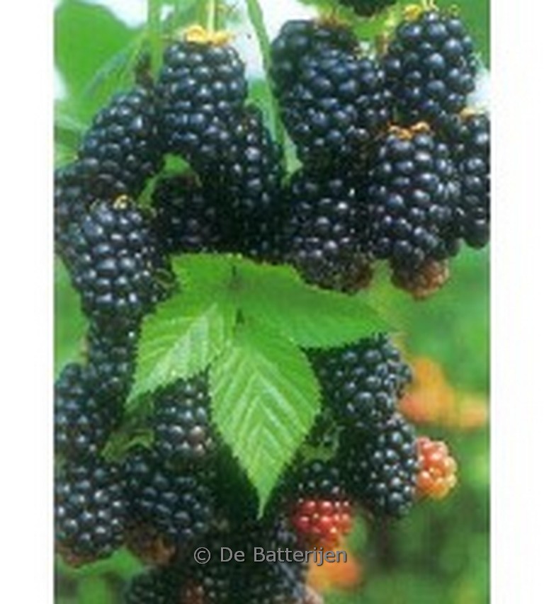 Rubus fruticosus ‘Loch Ness’