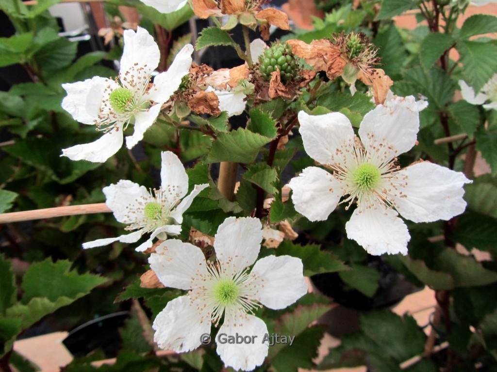 Rubus fruticosus ‘Reuben’